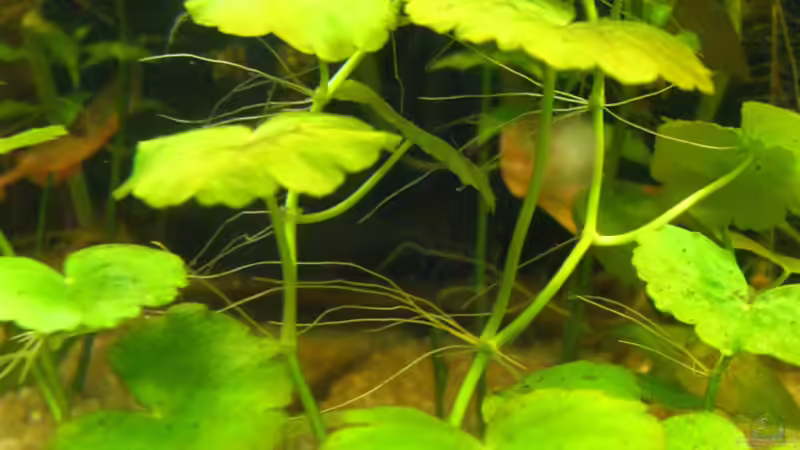 Seerosenblätter wachsen phantastisch von Wassernarr (2)