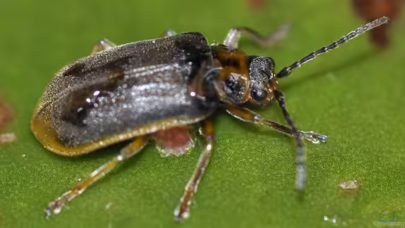 Seerosenblattkäfer: Frühzeitig bekämpfen