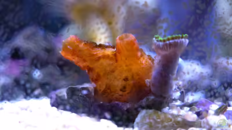 Seescheide? mit schöner Färbung von Summse (24)