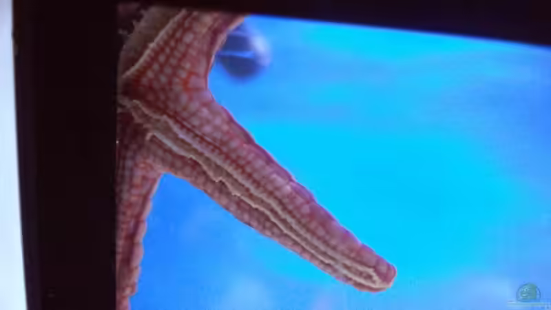 Seestern Fromia (nicht mehr im Becken) von .uschi (17)