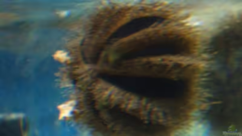 Seestern grün von Katja Graßer (17)