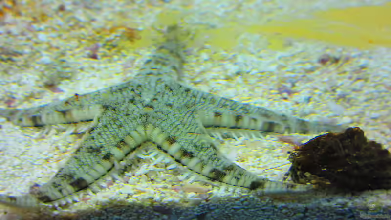 Seestern u. Einsiedlerkrebs von Christian Bayerl (25)