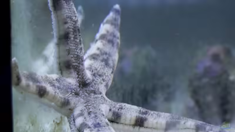 Seestern von Azalee (23)