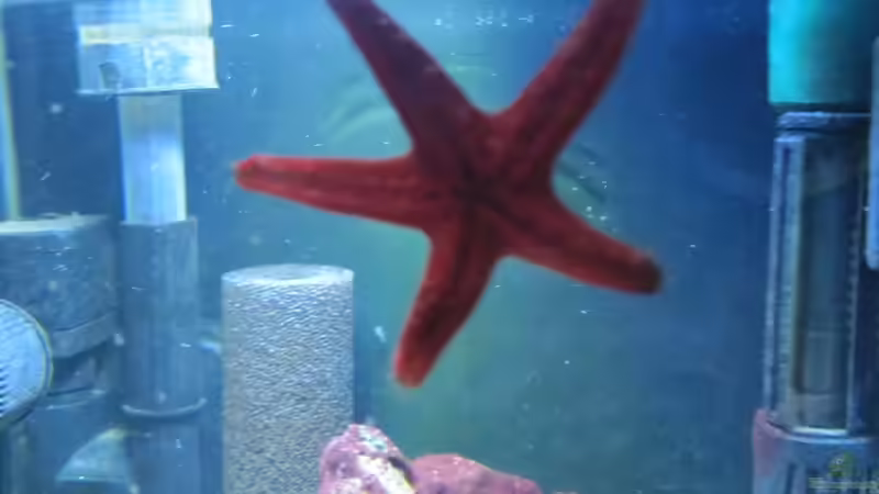 Seestern von Haens84 (37)