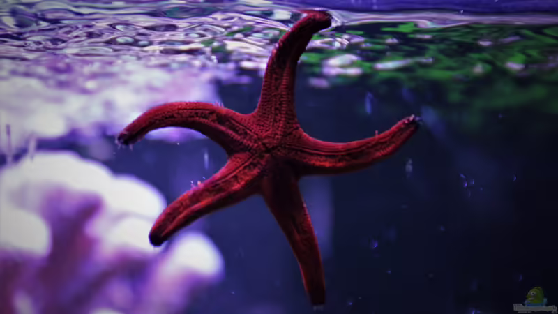 Seestern von Thomas S-H (13)