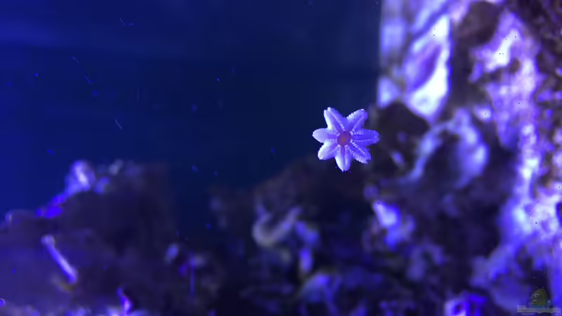 Seestern von Thomas S-H (17)