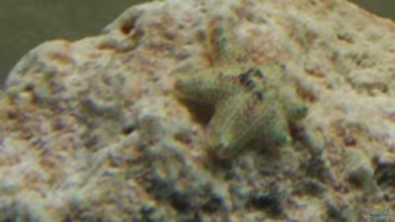 Seesternchen von Aquarienfreude (15)