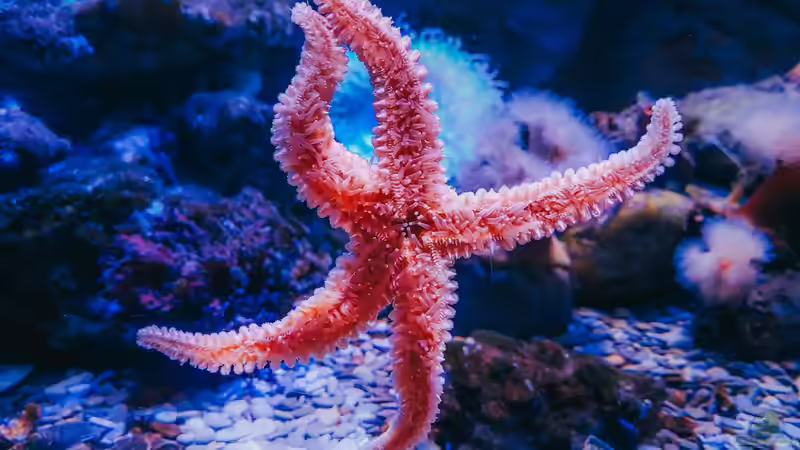 Seesterne im Aquarium - Faszinierende Stachelhäuter für Meerwasseraquarien