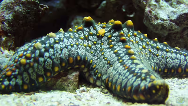 Seesterne im Aquarium - Faszinierende Stachelhäuter für Meerwasseraquarien