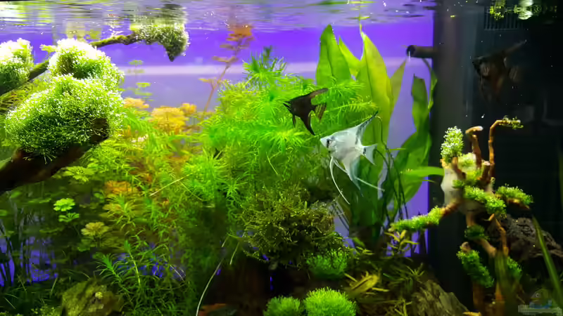 Segelflosser von Sebastian Hartmann (106)