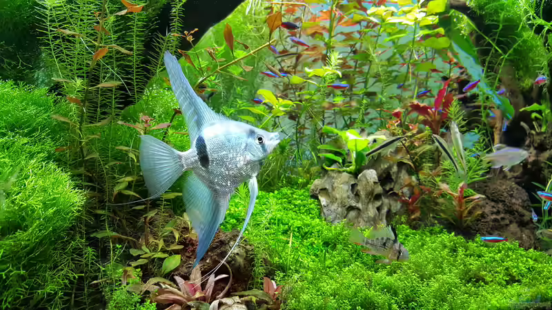 Segelflosser von Sebastian Hartmann (122)