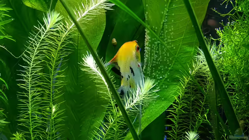 Segelflosserdame bei der Eiablage 06.12.2015 von Sebastian Hartmann (115)