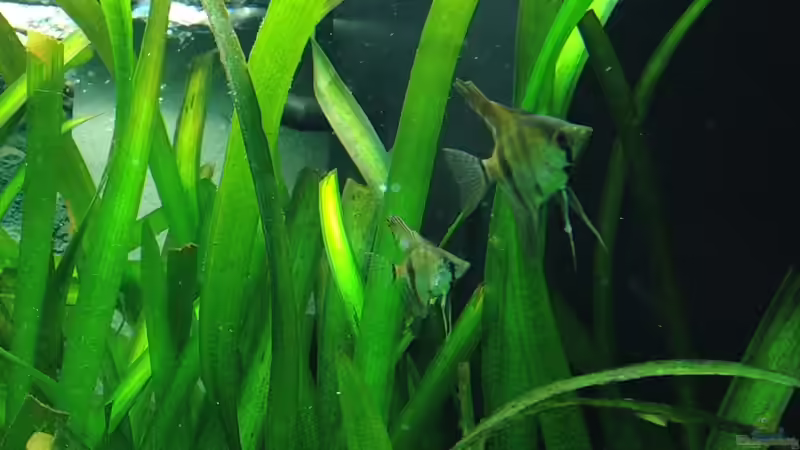 Segelflossler.. Sind noch sehr klein von smapo (5)