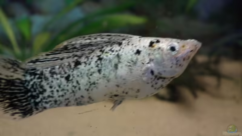 Segelkärpfling von Peter Tippmar (5)