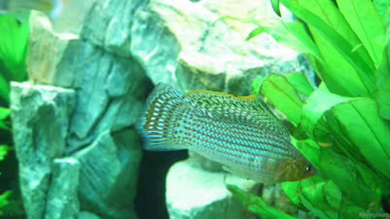 Segelkärpfling von Thomas Meier (3)