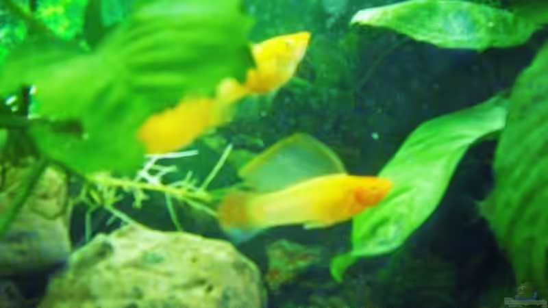 Segelkärpflingmann und seine Frau ;) von Tarli (2)