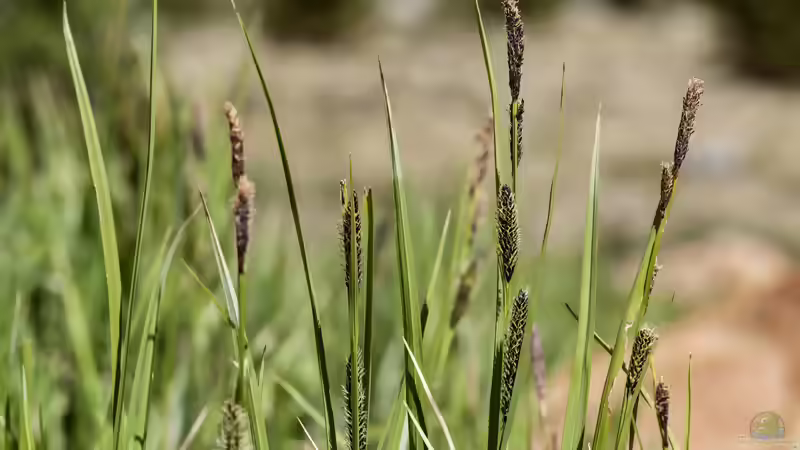 Seggen im Garten: Vielseitige Gräser für sonnige, schattige und feuchte Standorte
