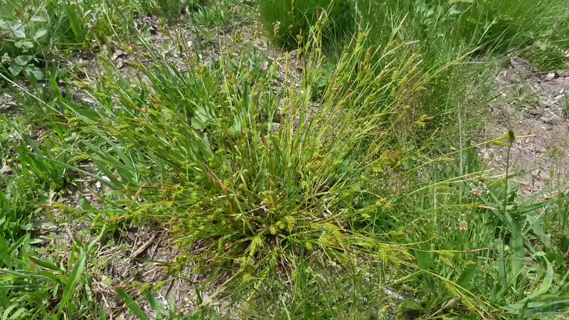 Seggen im Garten: Vielseitige Gräser für sonnige, schattige und feuchte Standorte