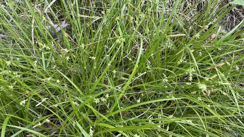 Seggen im Garten: Vielseitige Gräser für sonnige, schattige und feuchte Standorte
