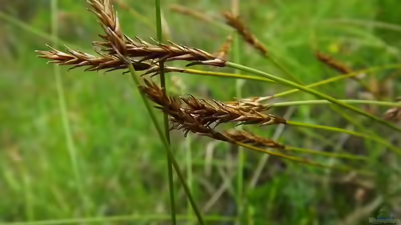 Seggen im Garten: Vielseitige Gräser für sonnige, schattige und feuchte Standorte