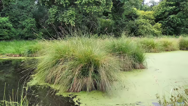 Seggen im Garten: Vielseitige Gräser für sonnige, schattige und feuchte Standorte