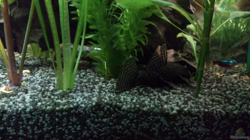 Sehr aktiv die Dame wenn´s um´s Futter geht ^^ von Stephan Groß (37)