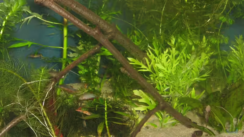 sehr flink die kleinen schwer zu fotografieren - mittlerweile ausgezogen von chrisi01 (23)