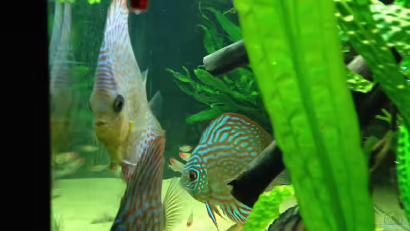 sehr neugierig von Thomas S-H (30)