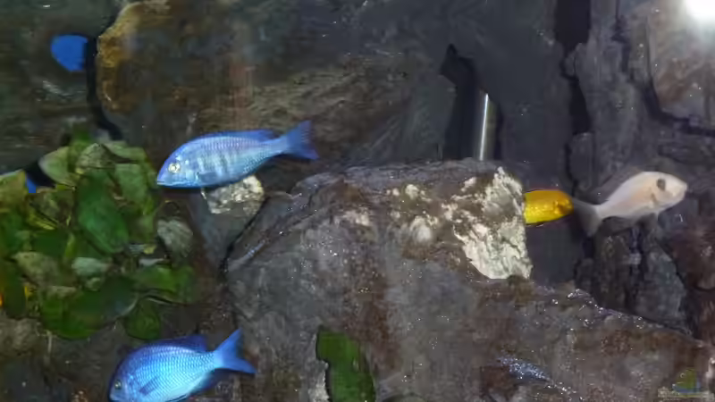 sehr oft zusammen :oben Placidochromis phenochilus giselli und Stuart Granti von Couro (30)