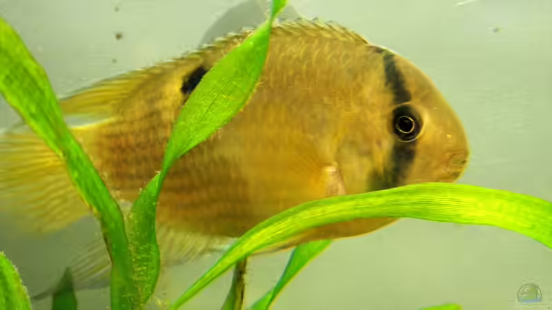 sehr scheu ,der Wonneproppen von Falk (29)