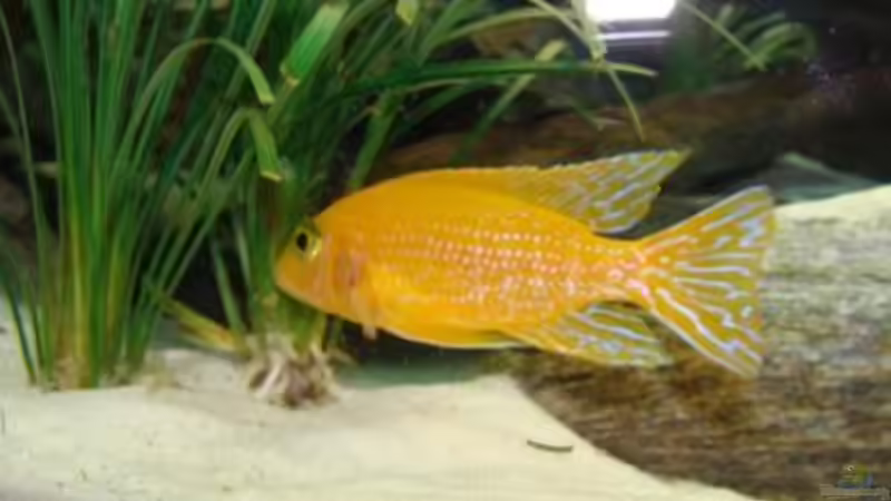 sehr schön - die red orchidee von malawi74 (34)