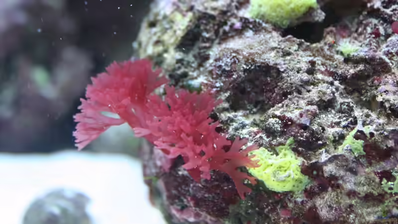 Sehr schöne Rotalgen wachsen immer mehr von Thorsten John (13)