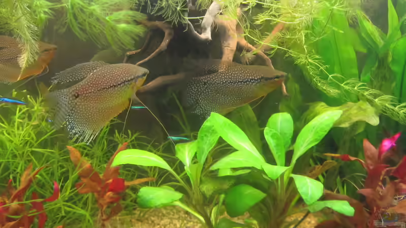 Seht doch selbst von Mofafi-Liebhaber (50)