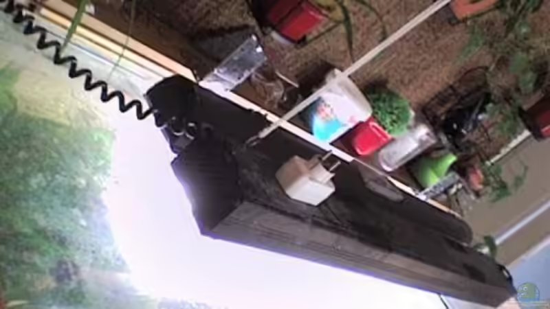 seid 2.7.2010 2x 150 W HQI 6500 Kelvin noch dazu von kleines becken (11)