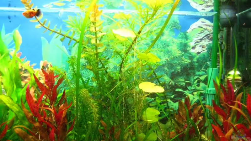 Seid 2 wochen Dünge ich mit Easylife Profito und Carbo Seid 2 wochen Dünge ich mit Easylife Profito und Carbo