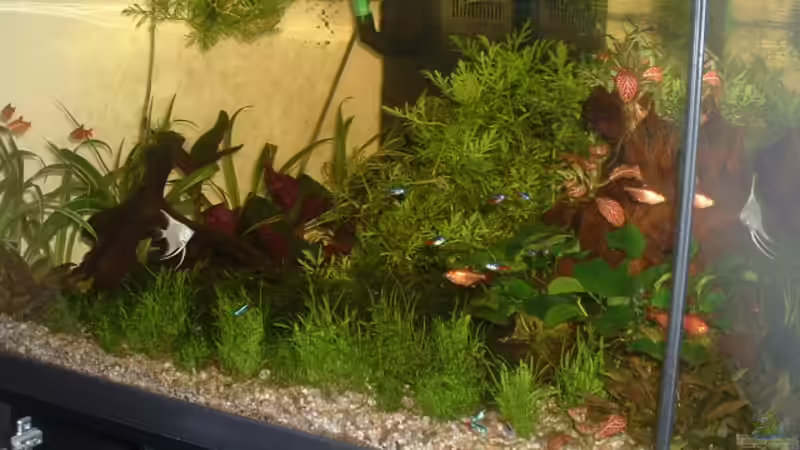 Seid dem 1.7.06 schwimmen ein paar fische darin für 3 wochen da das becken meiner frau geplatzt ist Seid dem 1.7.06 schwimmen ein paar fische darin für 3 wochen da das becken meiner frau geplatzt ist