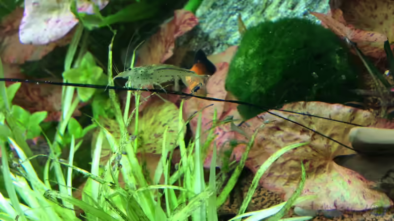 Seiltänzer :-) von Fliegerle (17)