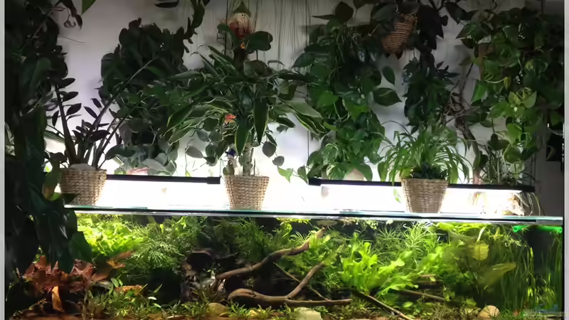 Sein alter Platz im Wohnzimmer von Botia (4)