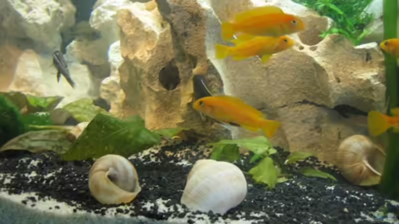 sein Harem von Sky1706 (19)