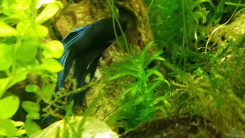 Sein Reich ... immer aufpassen! von Betta Chris (3)