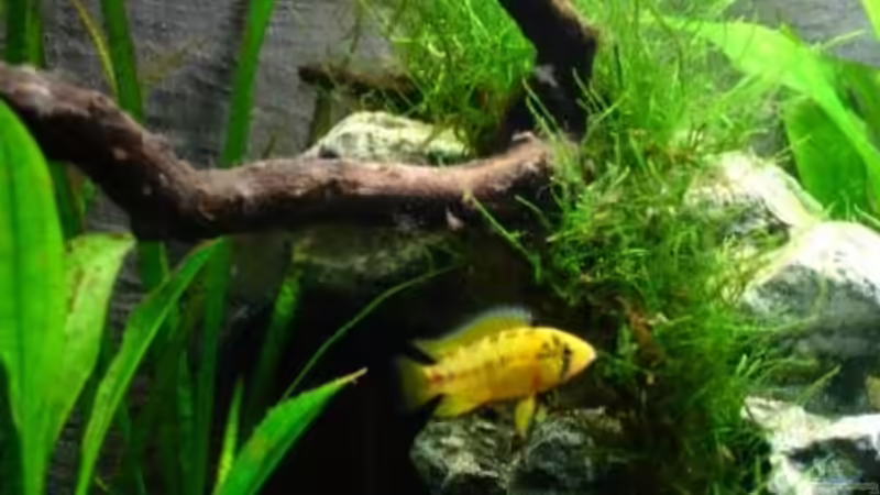 Seine Gattin von Alfur (11)