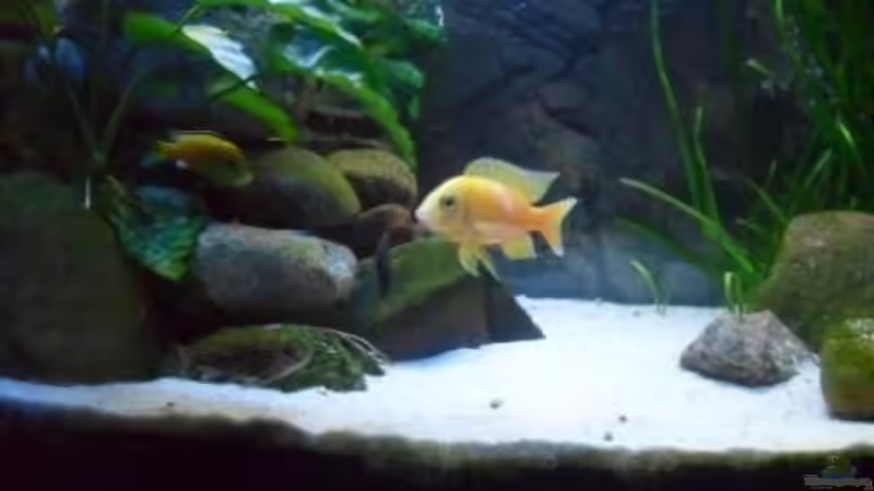 seine Majestät von delphin (23)