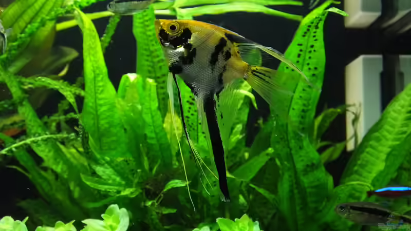 Seine ´Majestät´ von Oberoesterreicher (43)