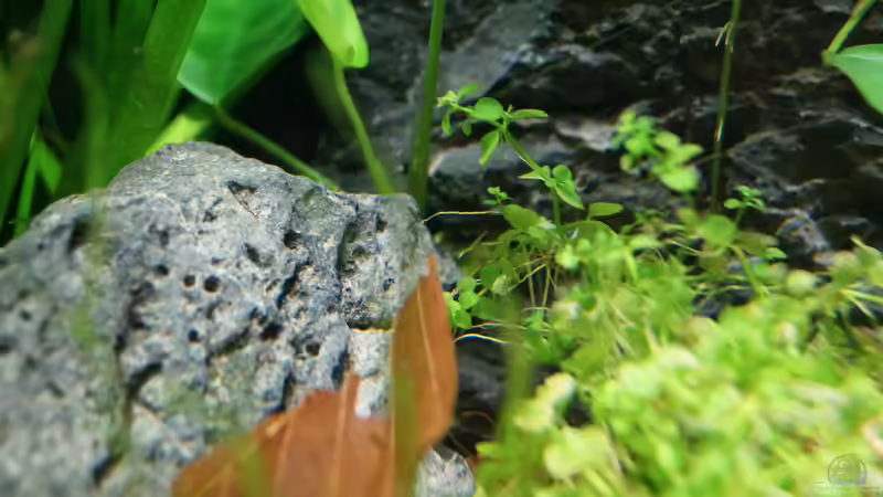 Seiryu Rock  von Guido Seifert (10)