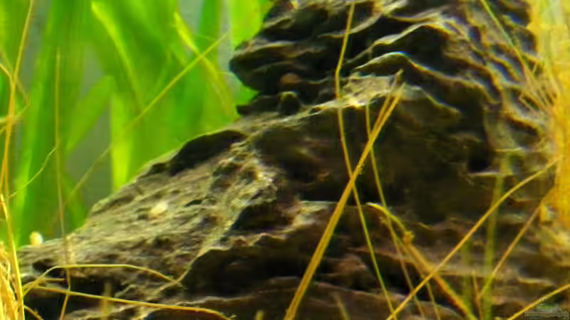 Seiryu-Stein von Falk (17)