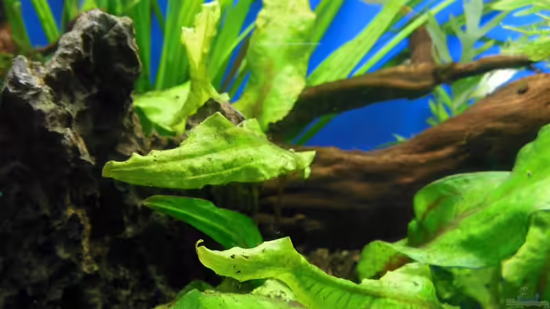 Seiryu-Steine und rote Moorwurzel von Bandito76 (6)