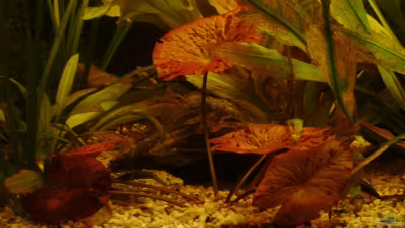 seit 2 Monaten im Becken okt 2008 von Zwanni (21)