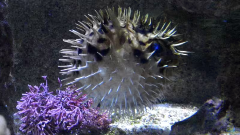 seit 23.8.08 nicht mehr im Besatz (abgegeben) von Sveni (34)