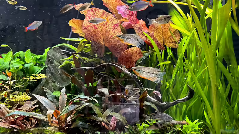 Seit umstellen auf Osmosewasser wachsen die Pflanzen viel besser von Thilo (6)