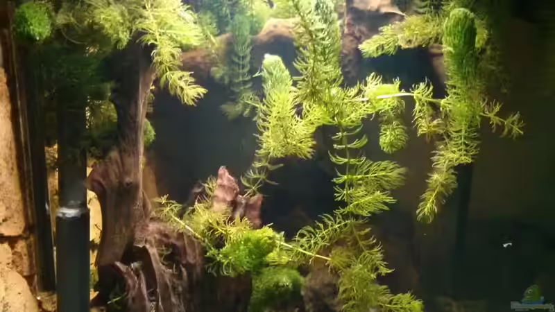 Seite 28.Okt.2016 von AquaTobi90 (19)